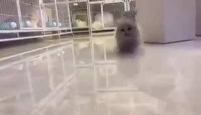 meooooooo