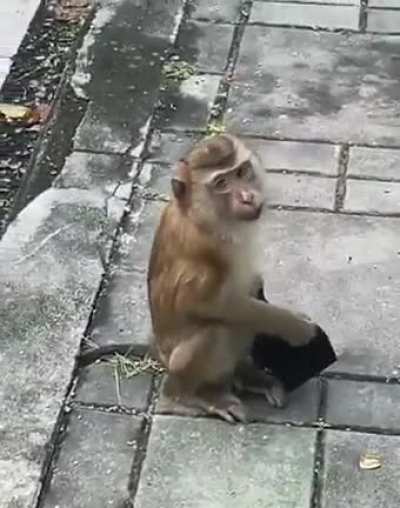 This Monkey 🐒 is more sensible than most humans...!