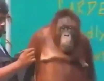 Como?