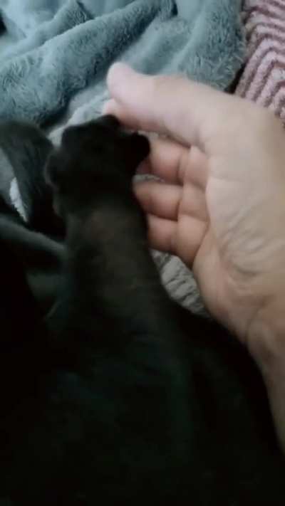 Orion's morning routine...