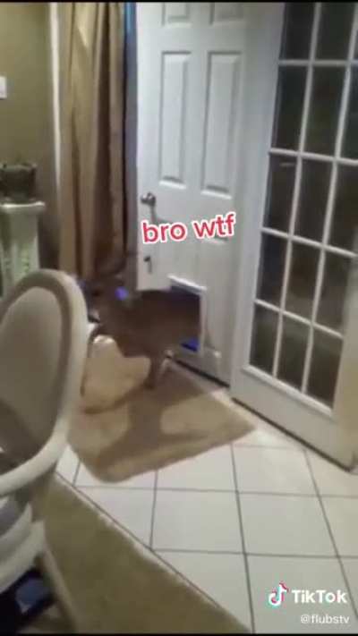 weird looking dog
