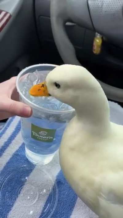 Recuerden hidratar a sus patitos hoy