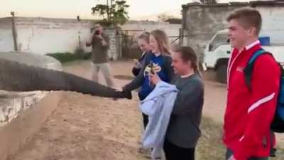 Elephants are cute