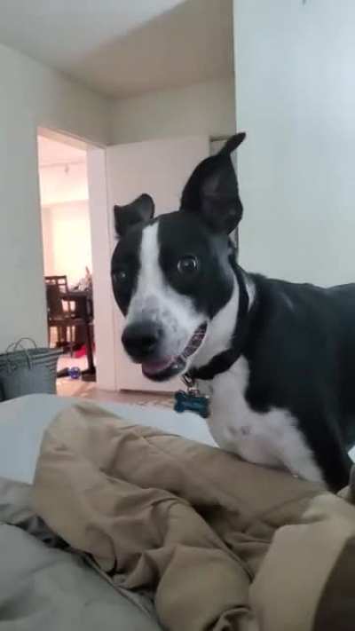 woof_irl