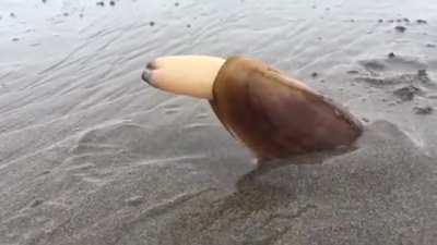 suCIdaL CLaM BuRiES ItsELf AliVE