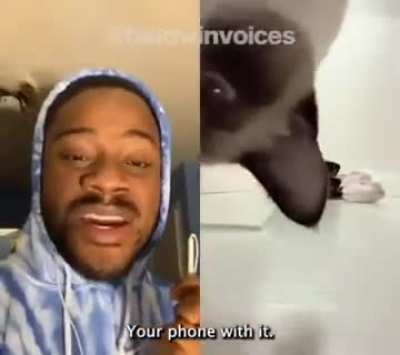 Cat voiceovers