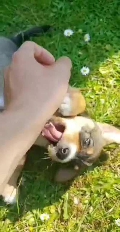 Woof_irl