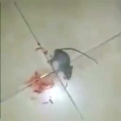 Eu ri pra caralho disso