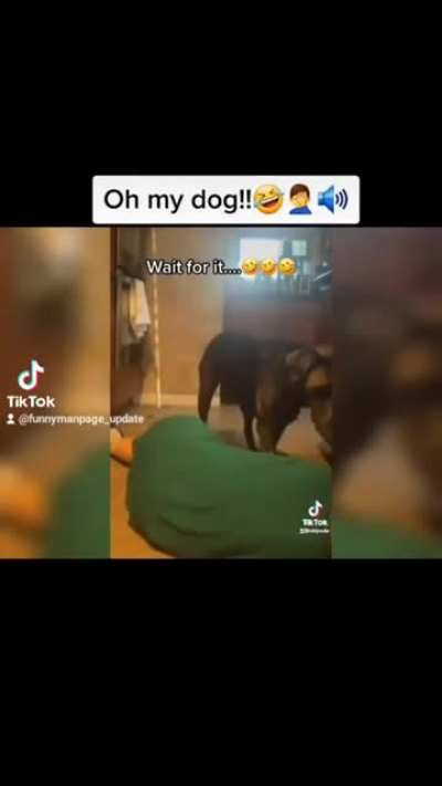 this dog is amazing!! 😂😂🤦‍♀️😍😍