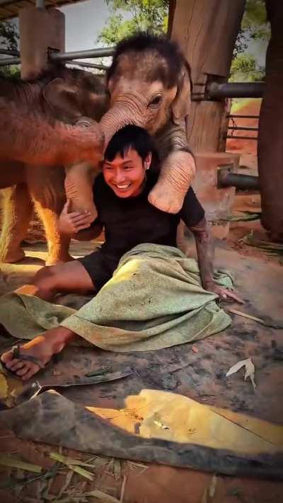 Lucky guy gets to play with baby elephants