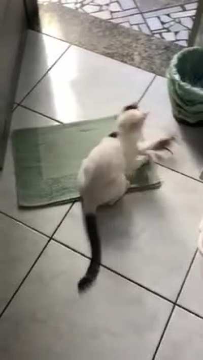 The cat is clearly braver than my sister