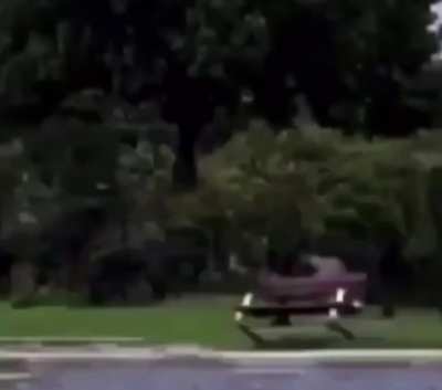 perro gracioso se fue esperemos que reaparesca un algun lugar bonito