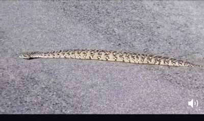 snek_irl