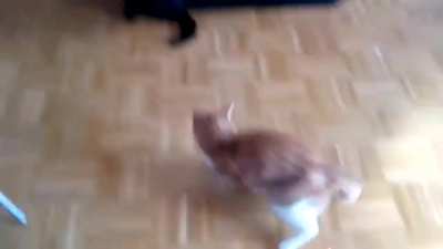 Laser pointer = cat burnouts