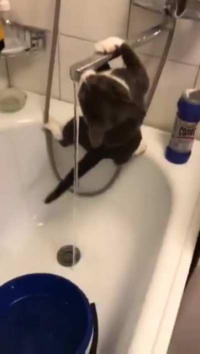 meow_irl