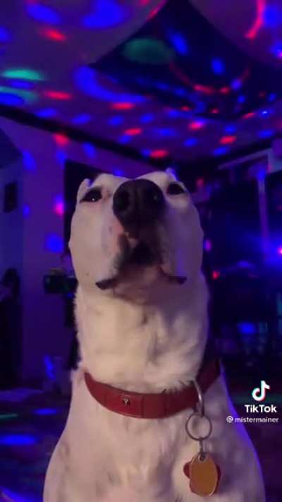 Onlypaws.