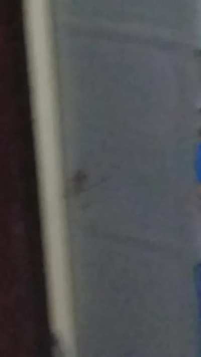 Facing off against a spider
