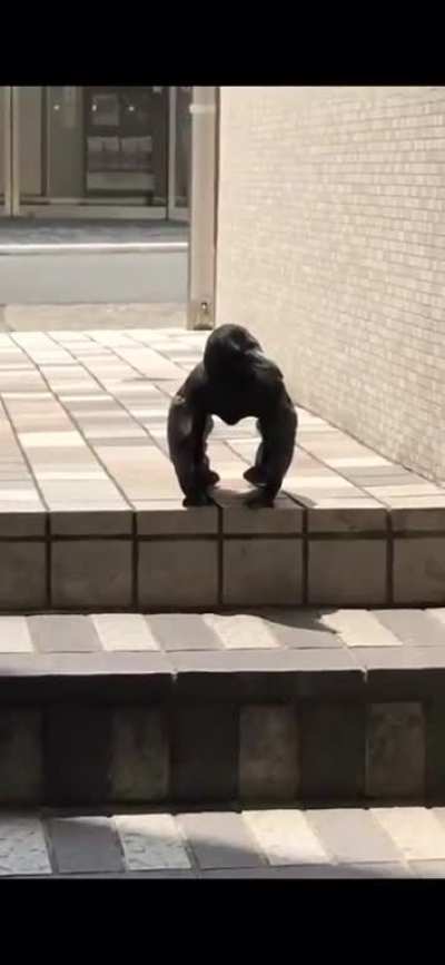 Gorilla Crow.