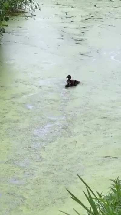 Enten-Mama taucht unter...