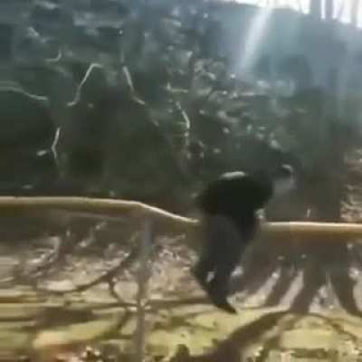 trying to do a cool backflip