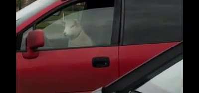 Goat in car
