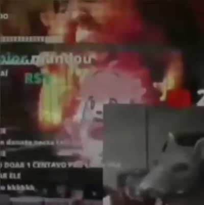 Putz luan