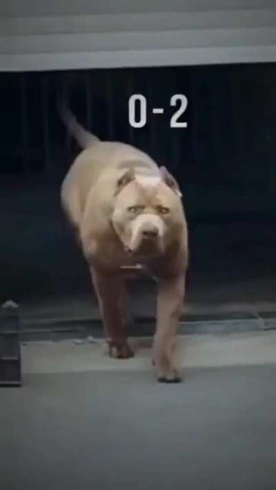 Stopid cringe child die 🐶🐶🐶