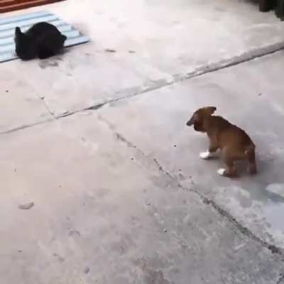 Derpus Maximus.