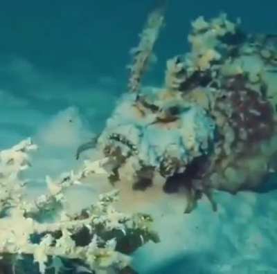 🔥 Devil Scorpionfish