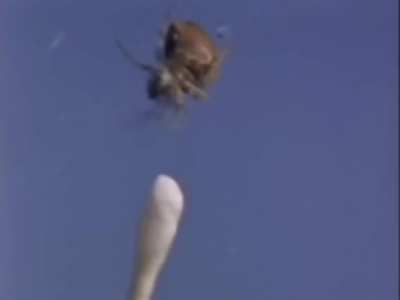 Spiders on drugs