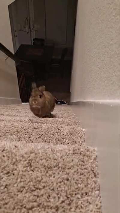 Up the stairs to the camera!