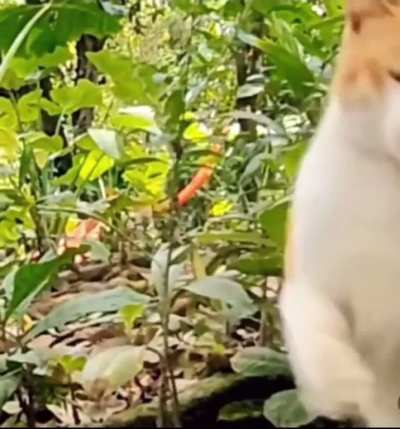 The average cat’s reaction time is approximately 20-70 milliseconds, which is faster than the average snake’s reaction time, 44-70 milliseconds.