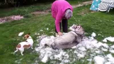 Get a husky, they shed, it'll be fun, they shed!