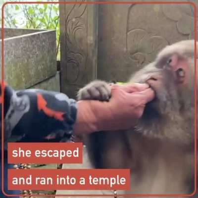 Tibetan Macaque