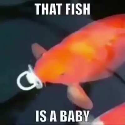 That fish is a baby