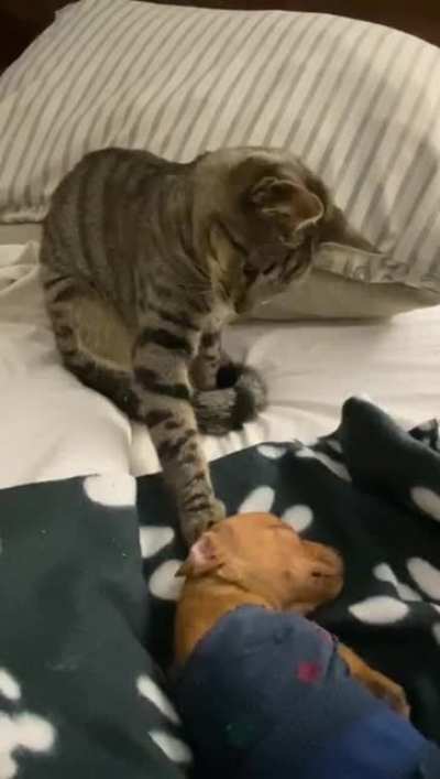 Petting baby brother