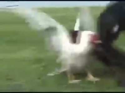 Beyaz türk ördeği pkk lı ördeğin anasının amına vaklıyor !1!111!!!!!!!1!1!1! (milletimizin bekası için yayalım arkadaşlar)