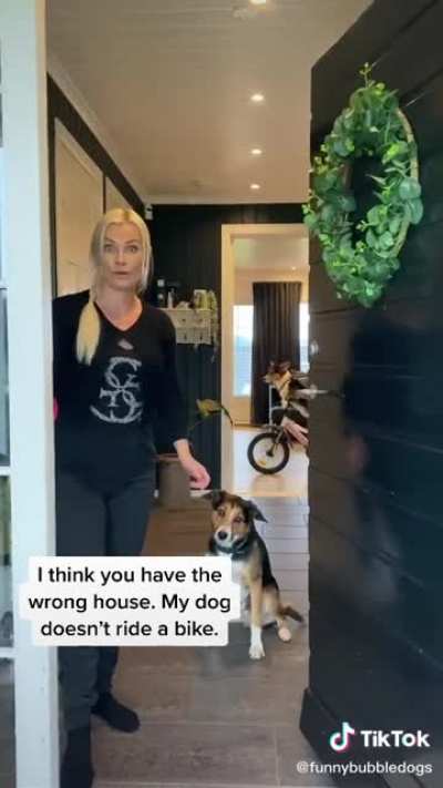 You should always keep your dogs on a leash.