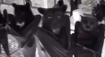 Bats hanging upside down flipped right-side up