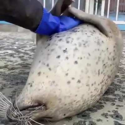 Gotta Love Seals...