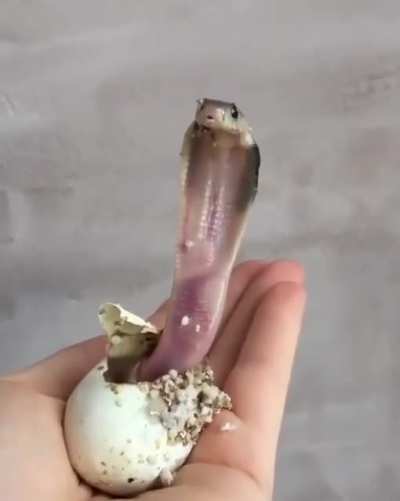 The birth of a baby cobra