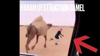 Haram destruction camel
