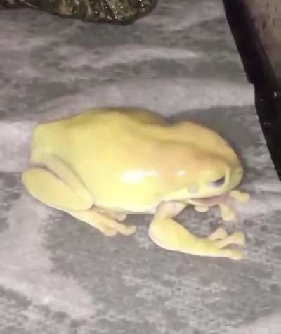 Frog