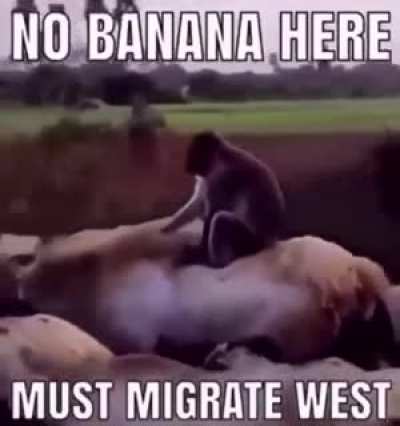 Mamaco