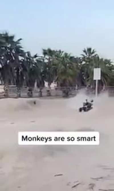 Monkey goin crazy wid it 😮‍💨