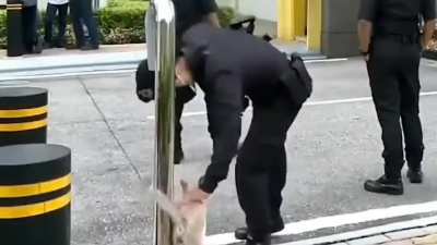 Get this man a cat