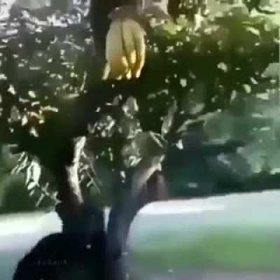 No