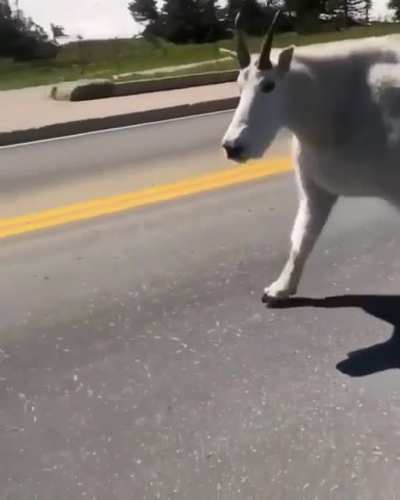 An absolutely massive mountain goat