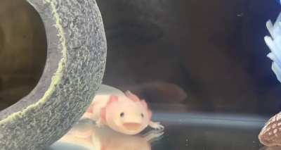 yawning baby mudkip