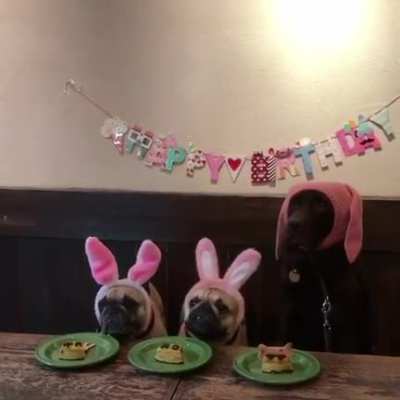 Happy birthday 🐾